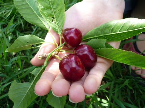 cherries hand fruit