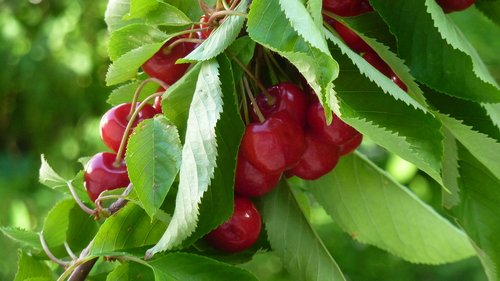 cherries  cherry tree  sweet cherry