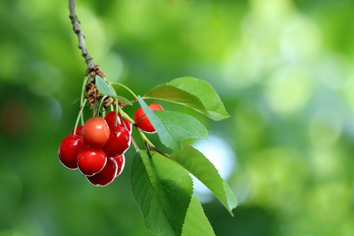 cherries  fruit  mature