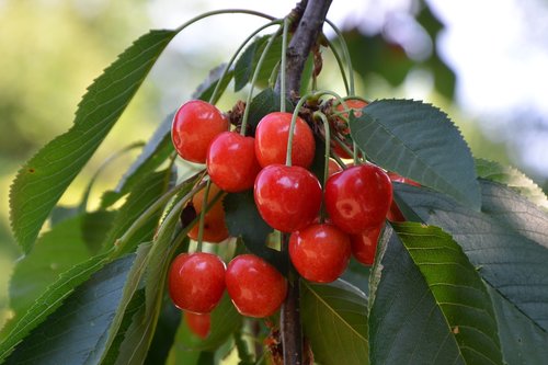 cherries  branch  leaves