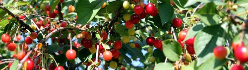 cherries  tree  cherry tree