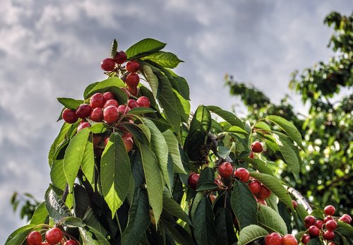 cherries  fruit  red