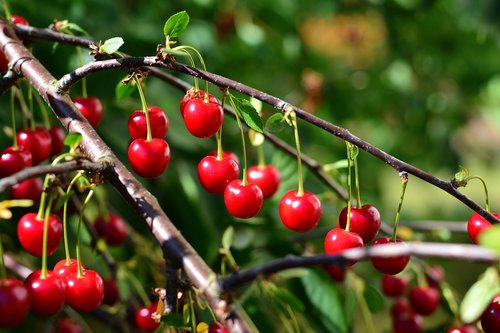 cherries  sour cherries  fruit