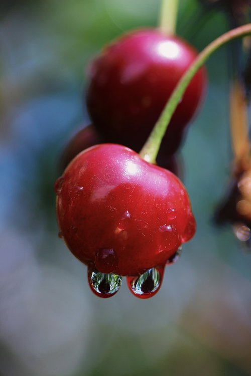 cherries  red  drop of water