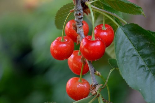 cherries  tree  branch