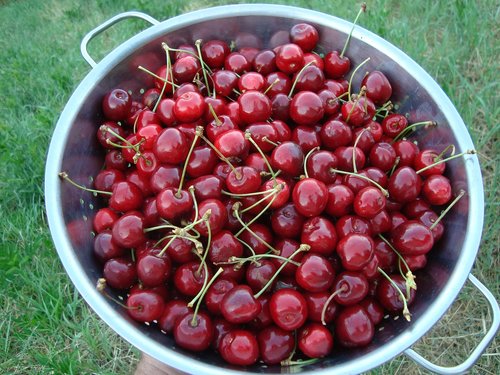 cherries  fresh  fruit