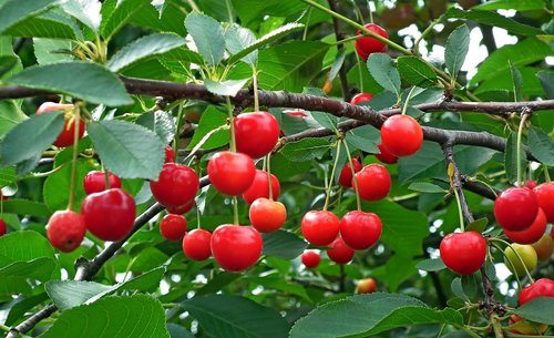 cherries  fruit  red