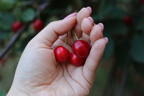 cherries  fruit  cherry