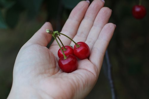 cherries  fruit  hand