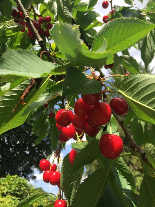 cherries  summer  fruit