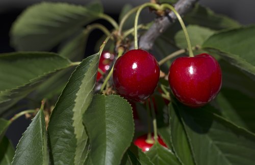 cherries  fruits  red