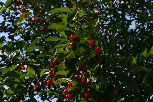cherries red fruit