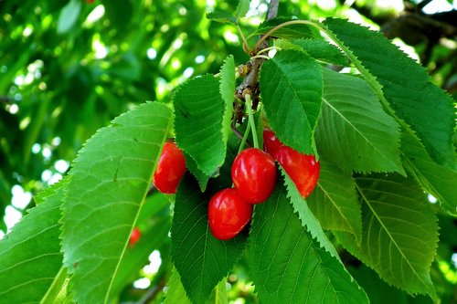cherries  fruit  red
