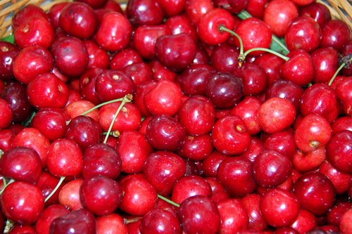 cherries  fruit  garden