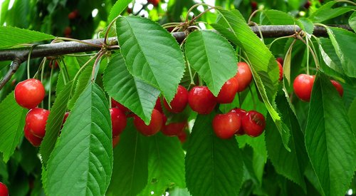 cherries  fruit  tree