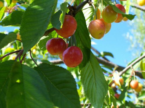 cherries fruits cherry