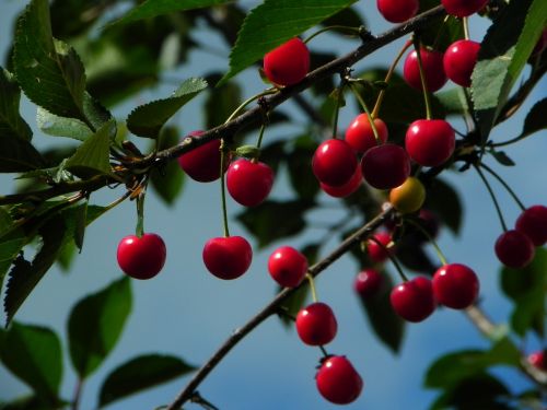 cherries sour cherries morello