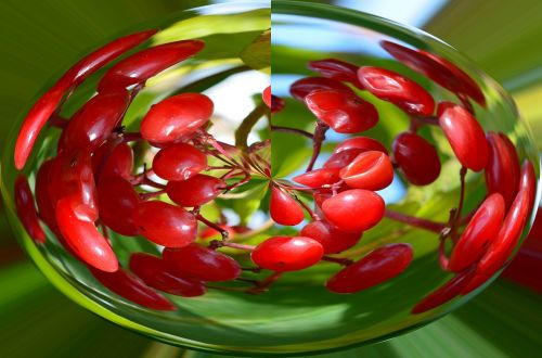 cherries fruit garden