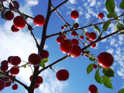 cherries sky summer