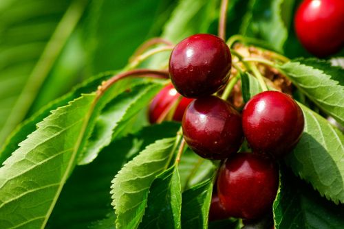 cherries cherry red fruits