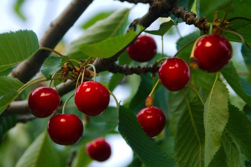 cherries fruit food