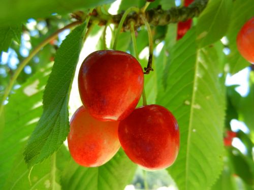 cherries fruit power
