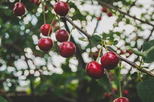 cherries fruit tree