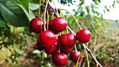 cherries tree fruit