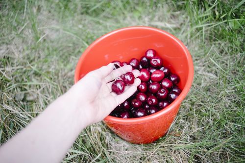 cherries bucket fruits