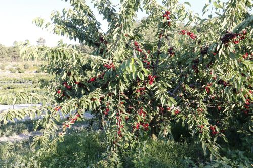 cherries tree field