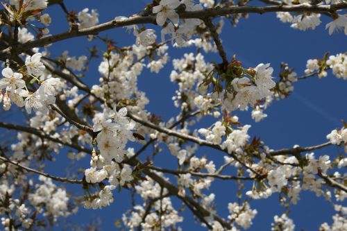 cherry blossom bloom