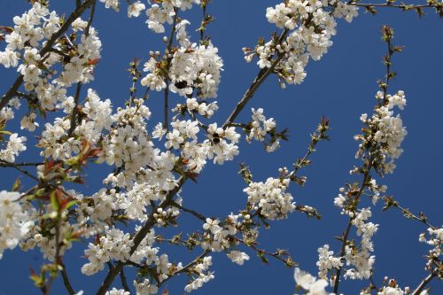 cherry blossom bloom