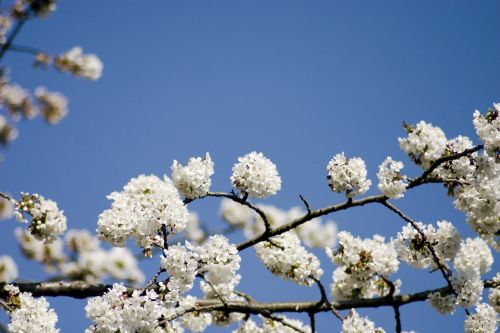 cherry cherry blossom spring