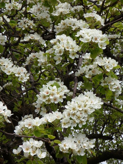 cherry cherry blossom bloom