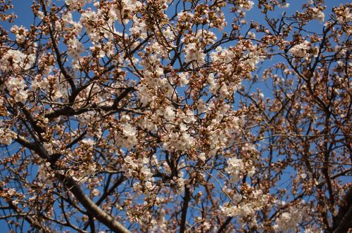 cherry spring blue sky