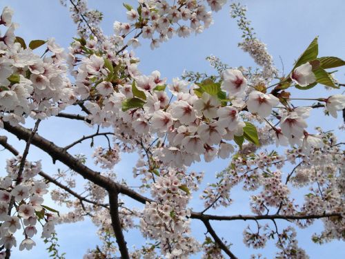 cherry blossoms japanese