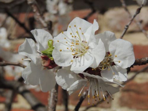 cherry blossom mount