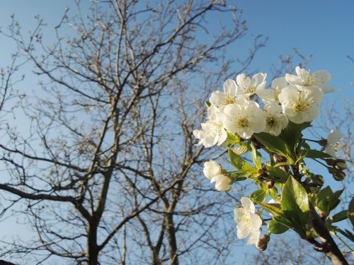 cherry blossoming spring