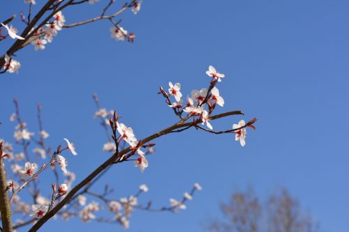 cherry frühlingsanfang flowers