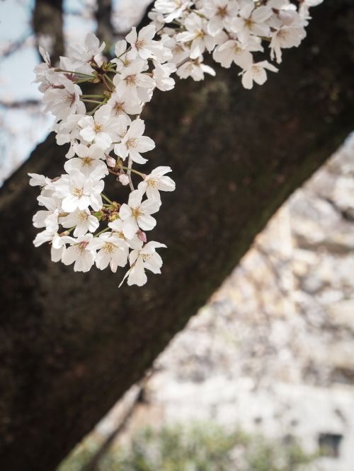 cherry japan flowers