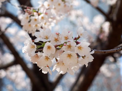 cherry japan flowers