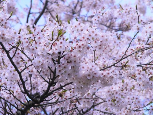 cherry cherry blossoms yoshino cherry tree