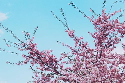 cherry tree cherry blossom