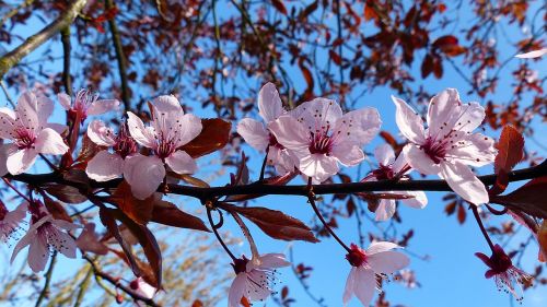 cherry blossom bloom