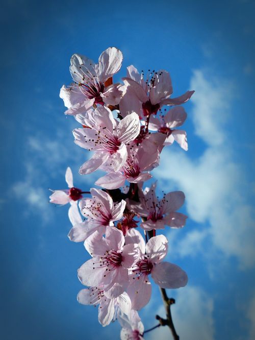 cherry blossom bloom