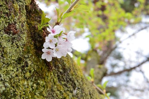 cherry spring wood