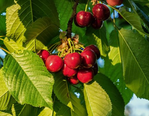 cherry fruit sweet