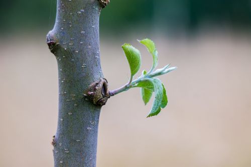 apple tree tribe leaf
