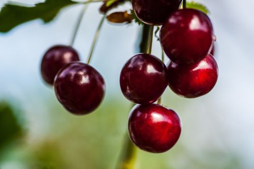 cherry close fruit