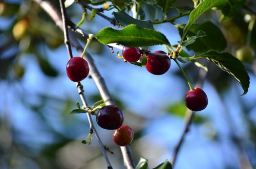 cherry berry summer